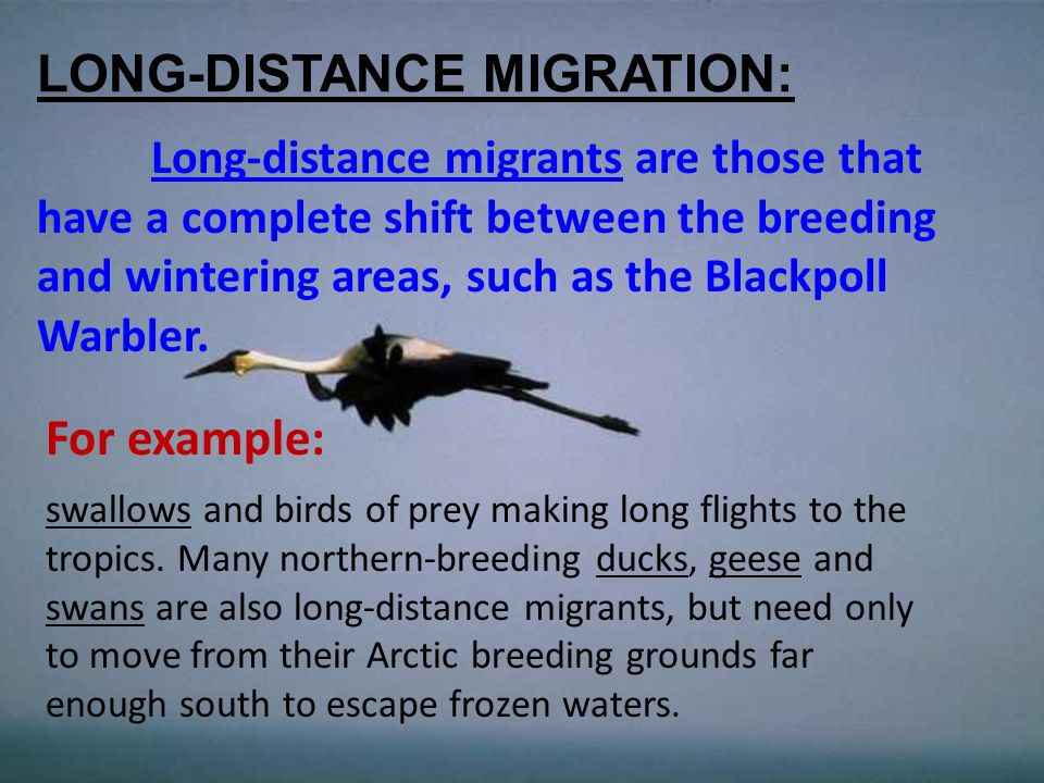 long distance migration birds